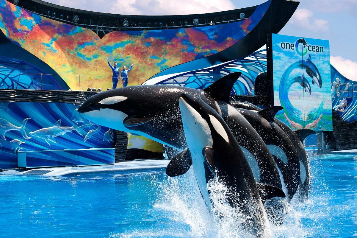 SeaWorld Orlando: Official Booking Center at Bayside Marketplace - Image 2