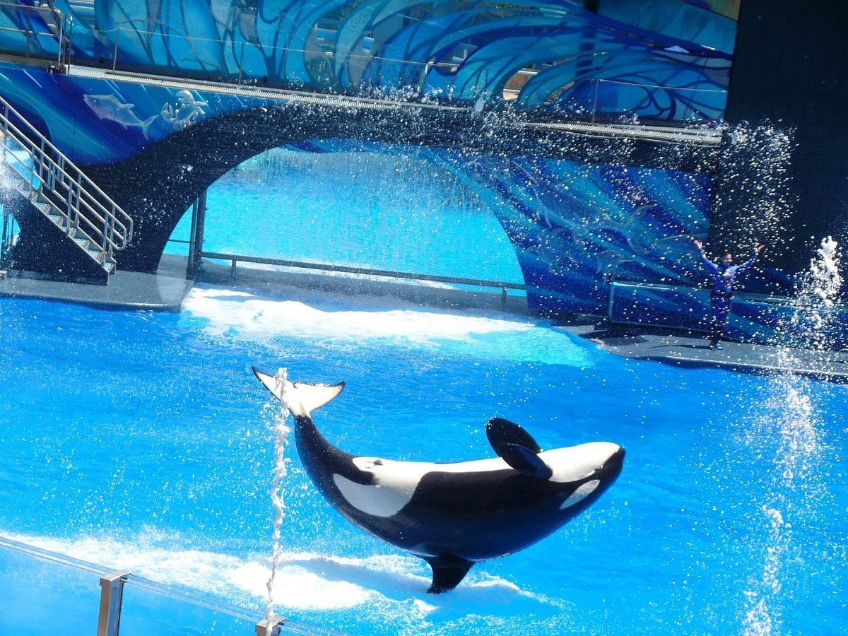 SeaWorld Orlando: Official Booking Center at Bayside Marketplace - Image 3